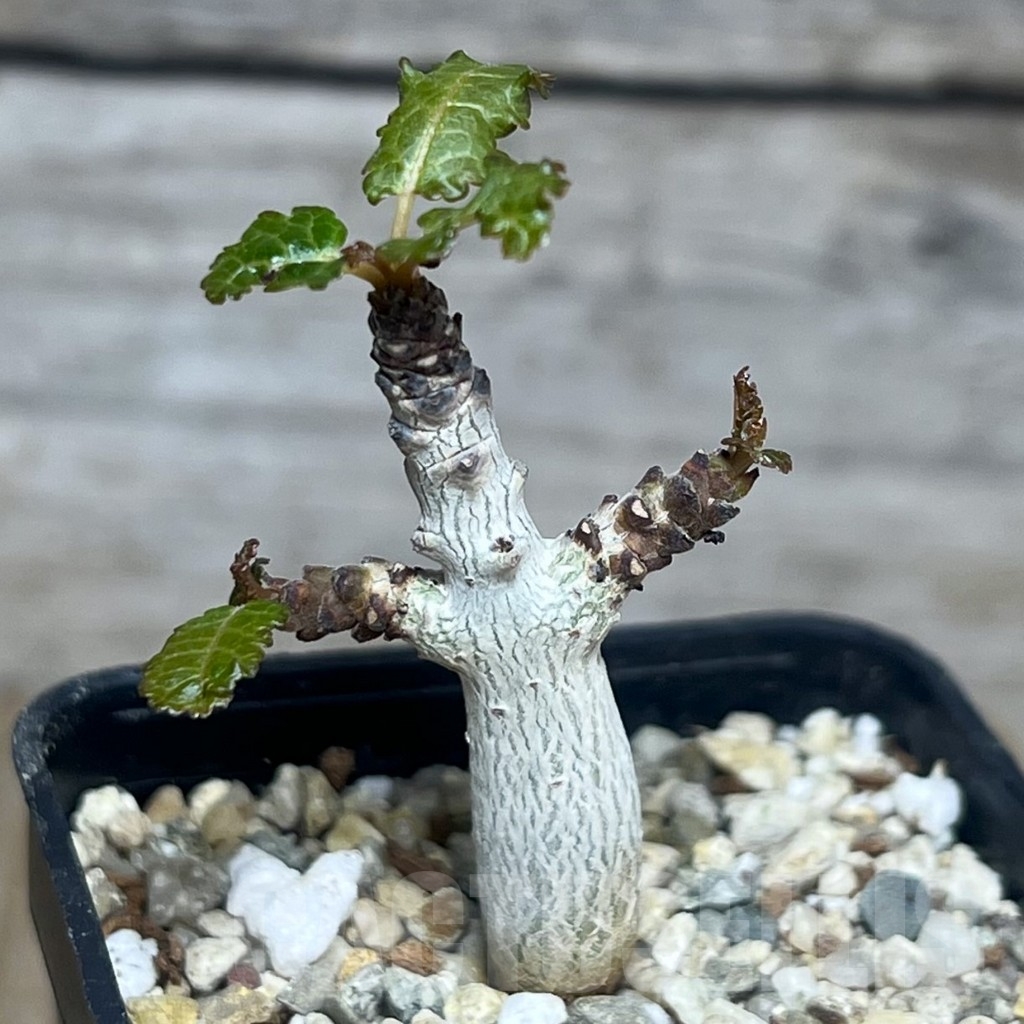 SHPR22196 Boswellia nana