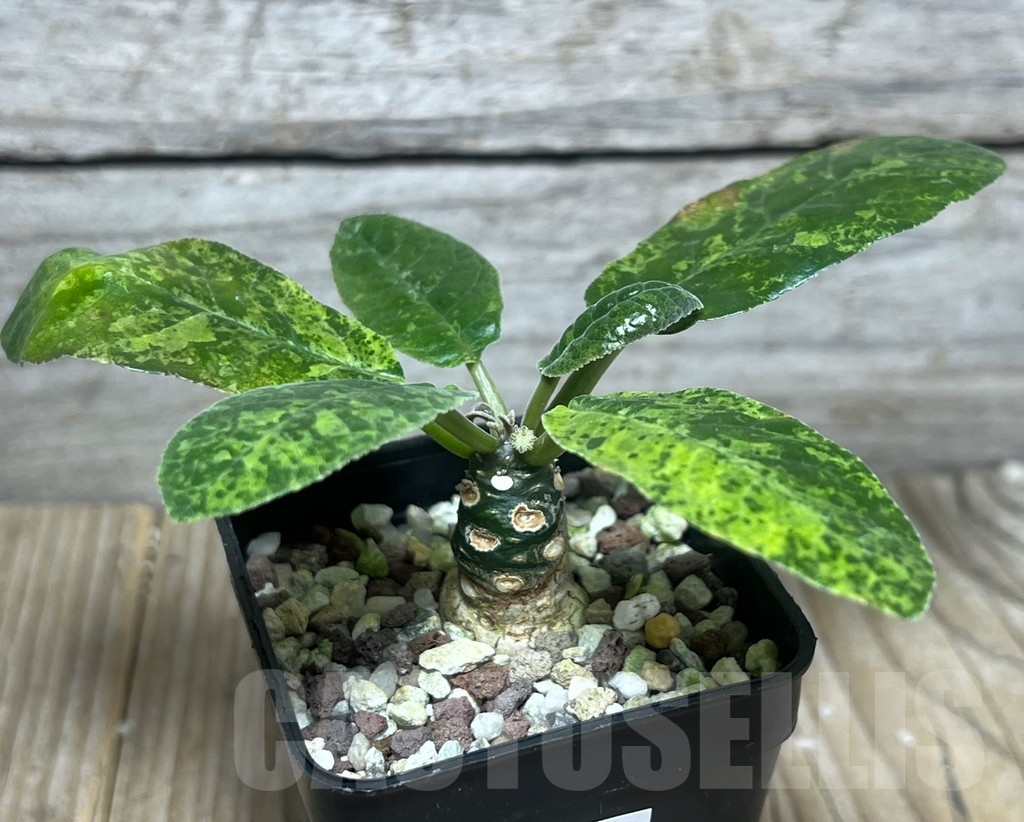 SHPR22197 Dorstenia foetida f. variegata