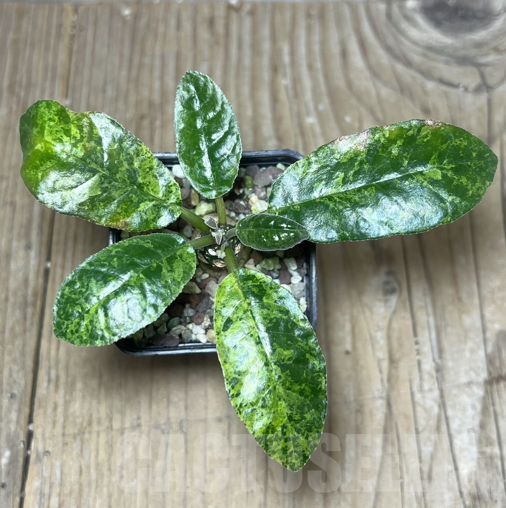 SHPR22197 Dorstenia foetida f. variegata - Image 2