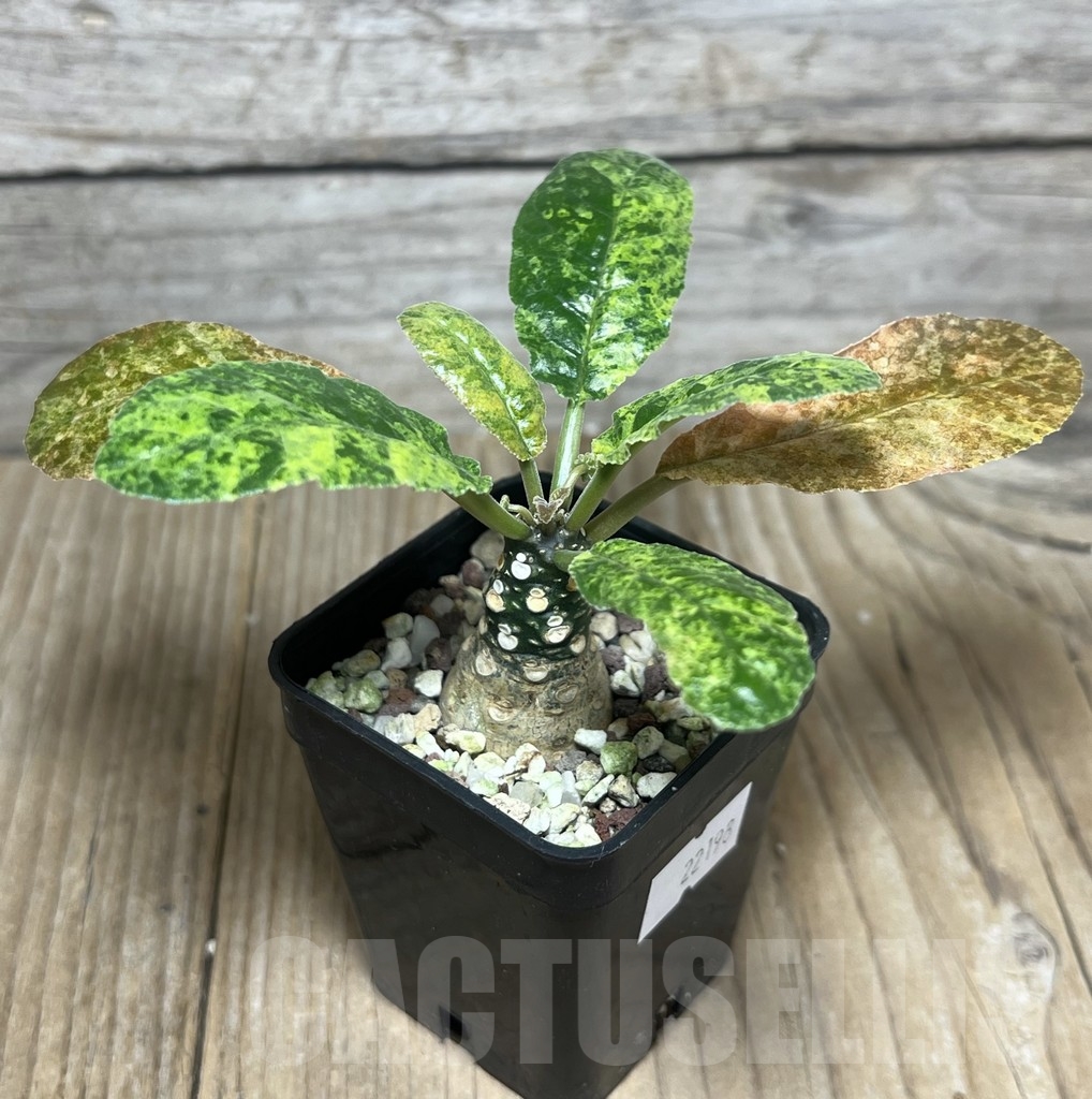 SHPR22198 Dorstenia foetida f. variegata - immagine 2