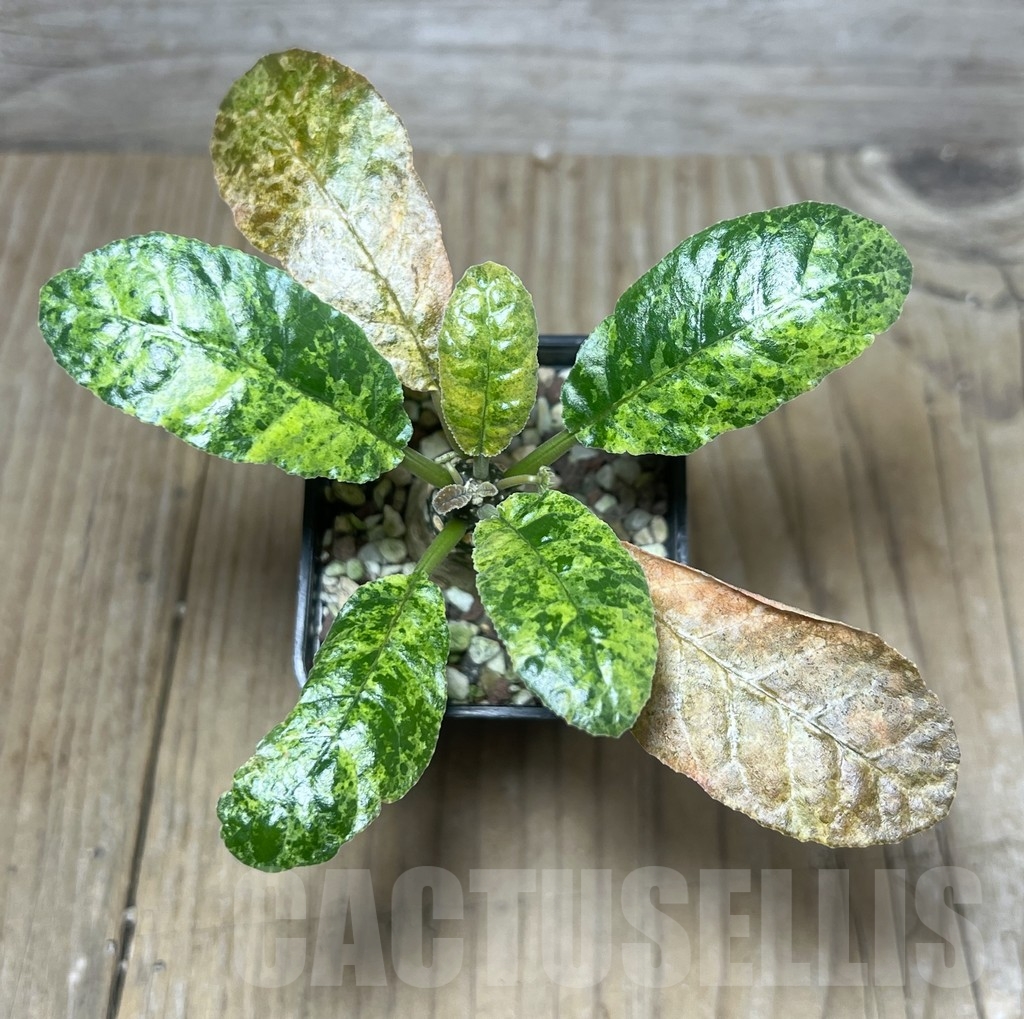 SHPR22198 Dorstenia foetida f. variegata - immagine 3