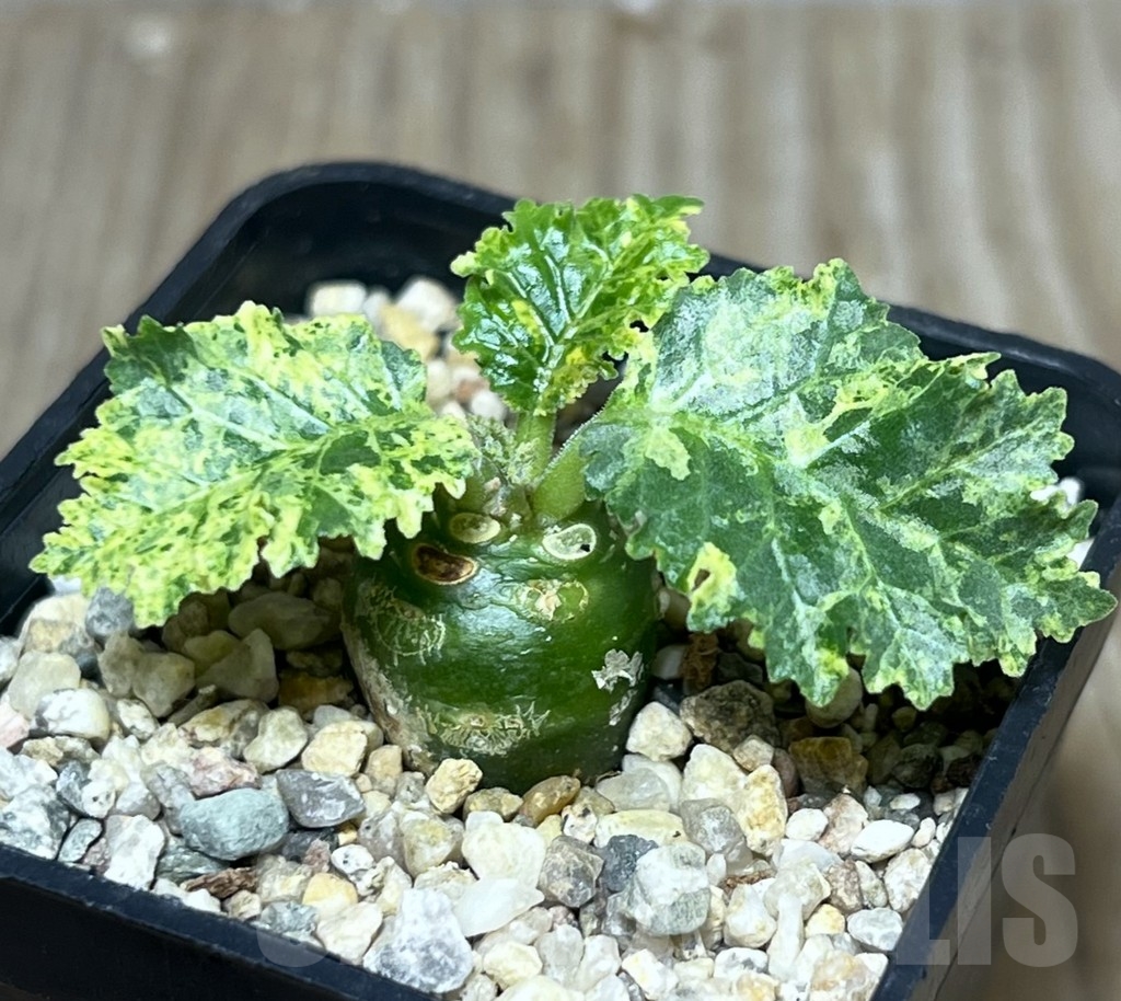 SHPR22200 Dorstenia horwoodii f. variegata