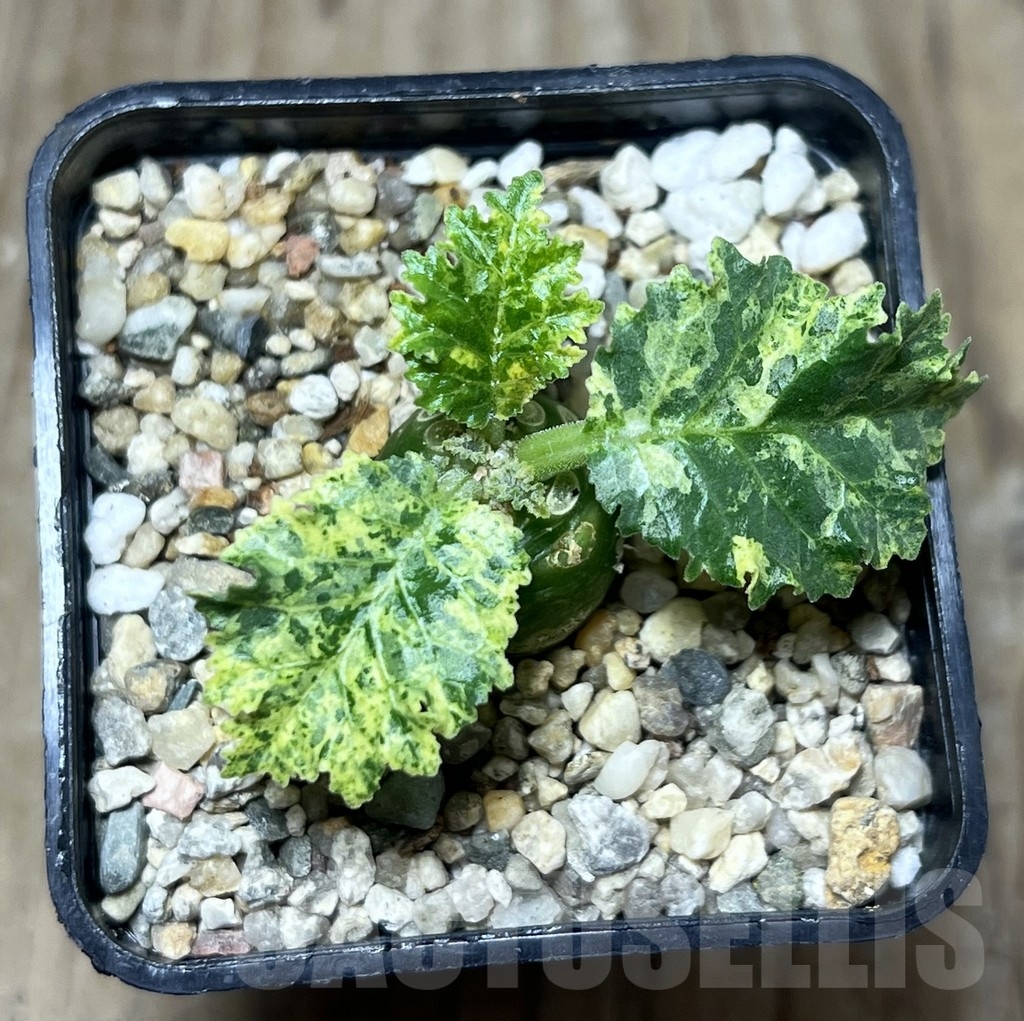 SHPR22200 Dorstenia horwoodii f. variegata - immagine 2