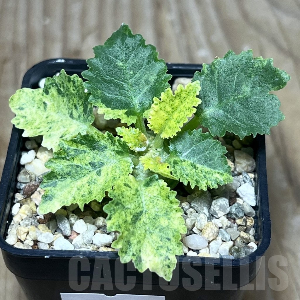 SHPR22201 Dorstenia horwoodii f. variegata