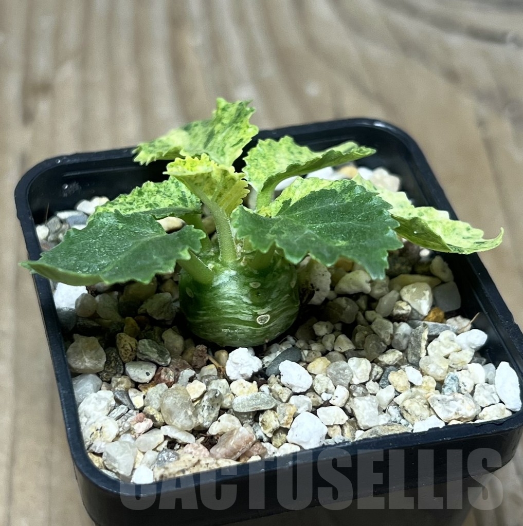 SHPR22201 Dorstenia horwoodii f. variegata - immagine 2