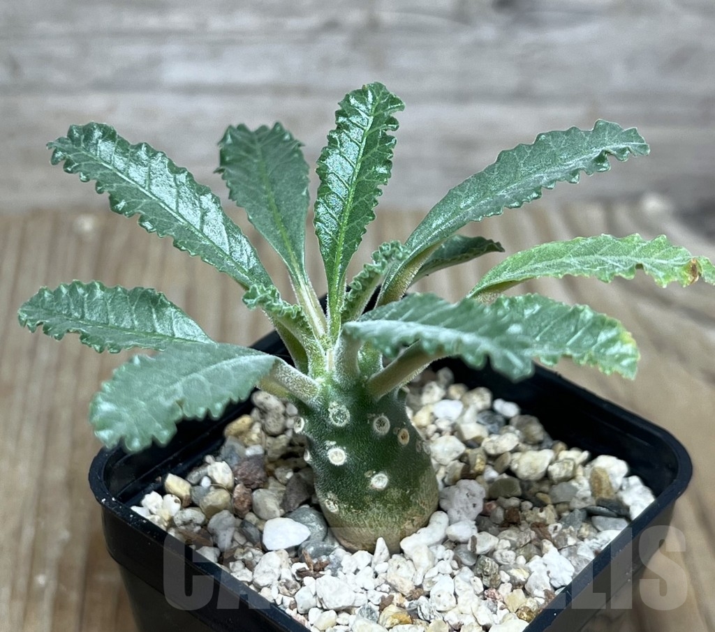 SHPR22202 Dorstenia lavrani