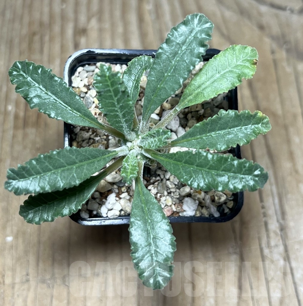 SHPR22202 Dorstenia lavrani - Image 2