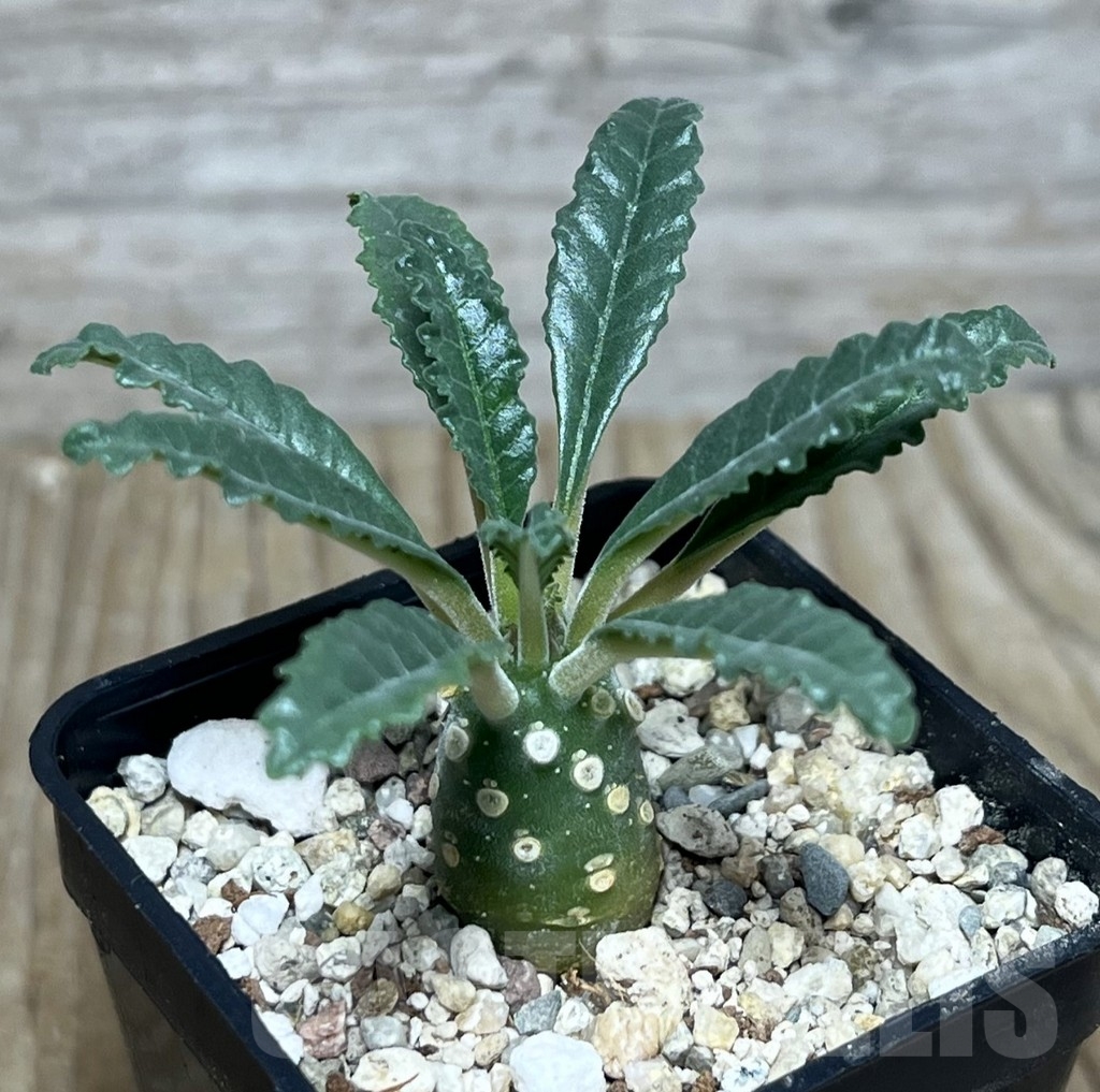 SHPR22203 Dorstenia lavrani