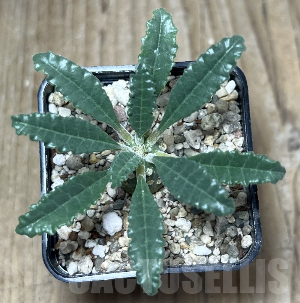 SHPR22203 Dorstenia lavrani - immagine 2