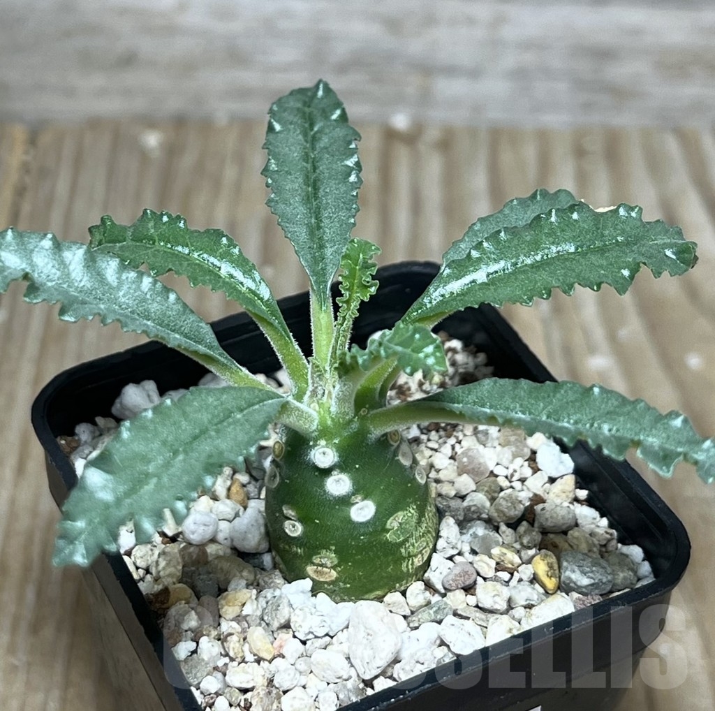 SHPR22204 Dorstenia lavrani