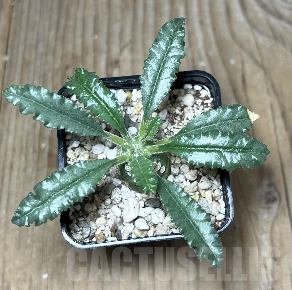 SHPR22204 Dorstenia lavrani - Image 2