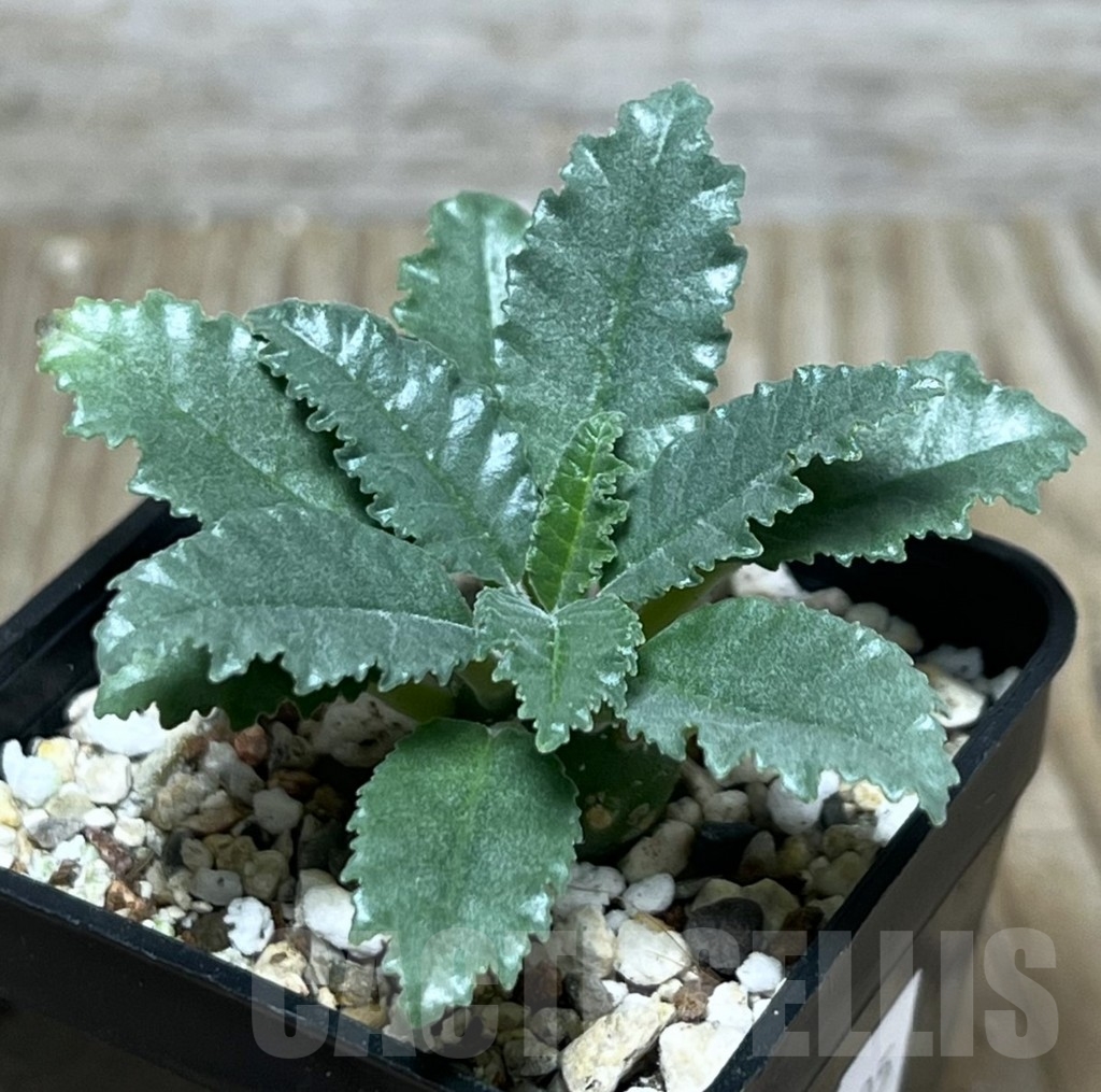 SHPR22205 Dorstenia lavrani - immagine 2