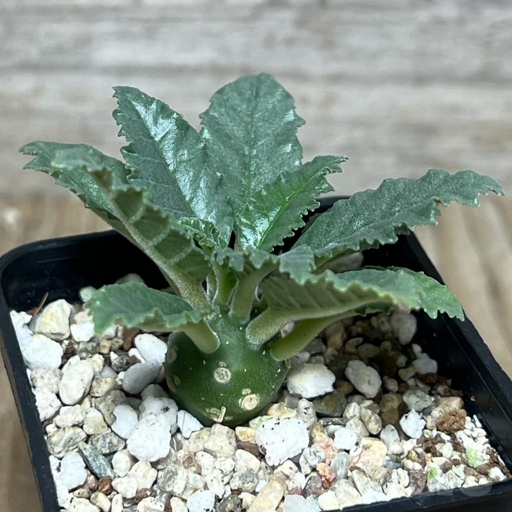 SHPR22205 Dorstenia lavrani