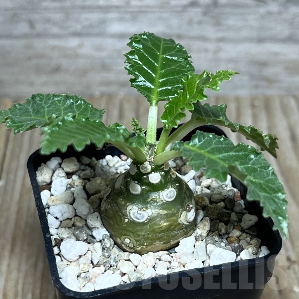 SHPR22212 Dorstenia horwoodii