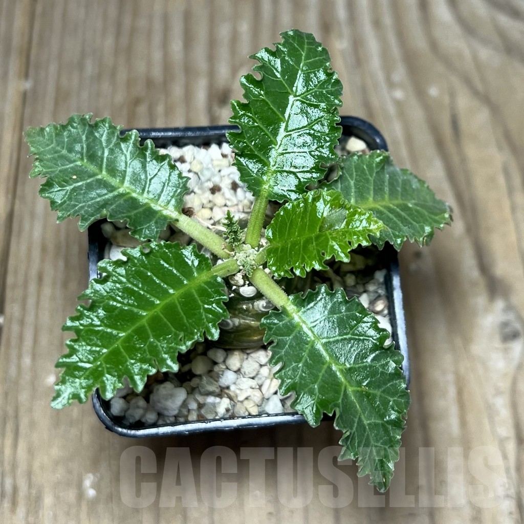 SHPR22212 Dorstenia horwoodii - Image 2