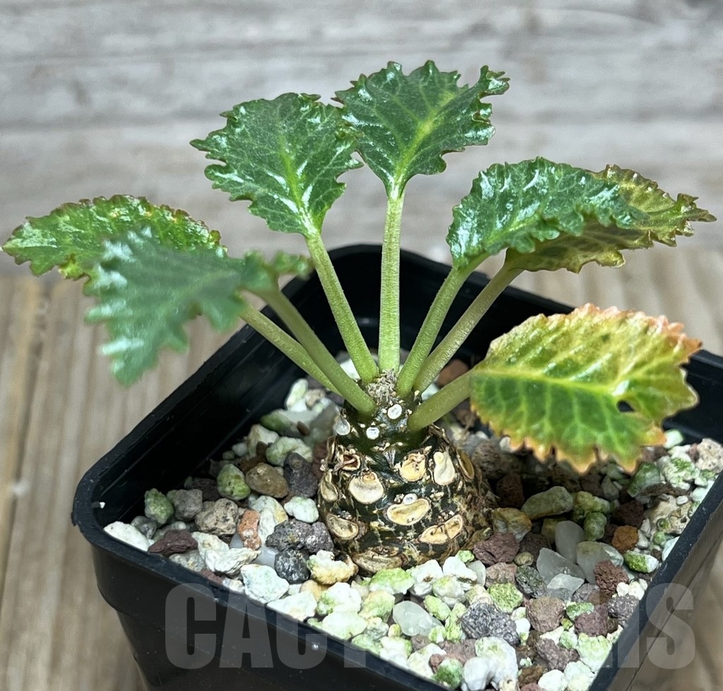 SHPR22214 Dorstenia horwoodii