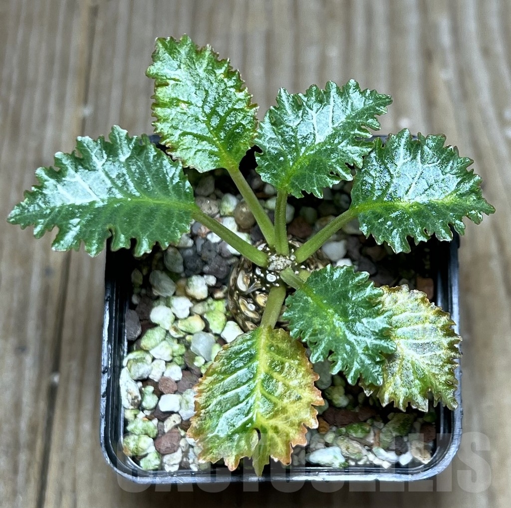 SHPR22214 Dorstenia horwoodii - 画像 (2)