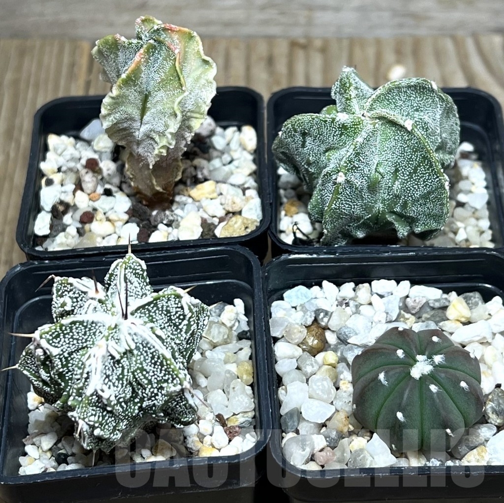 SET58 Astrophytum mix