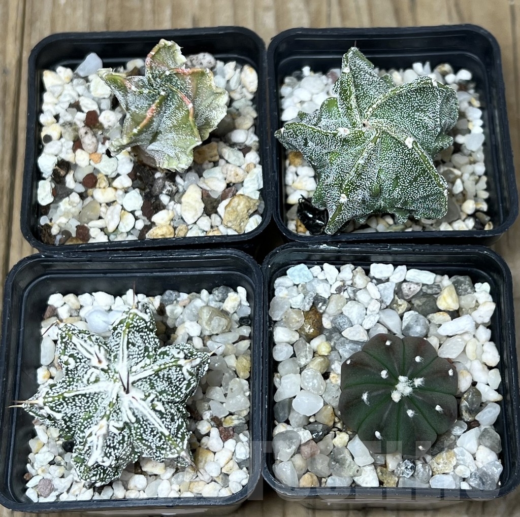 SET58 Astrophytum mix – Image 2