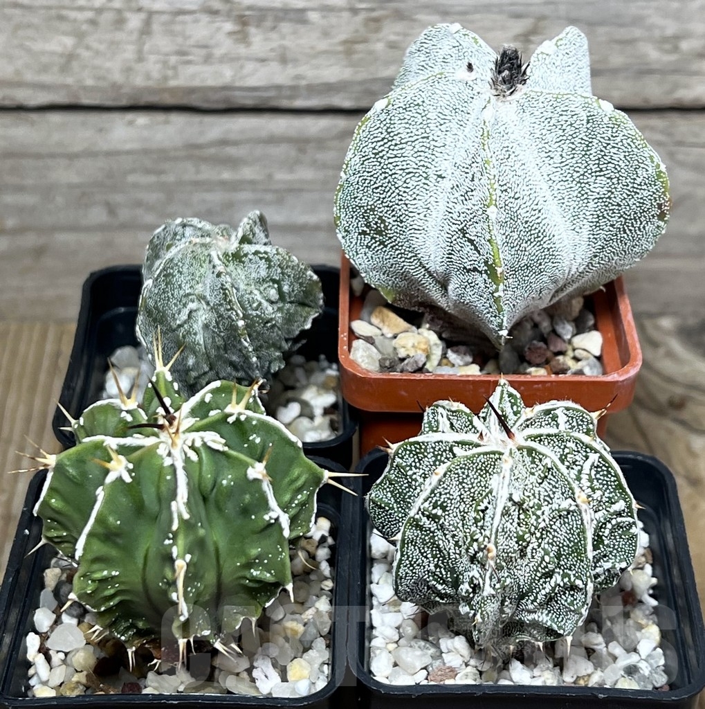SET59 Astrophytum mix