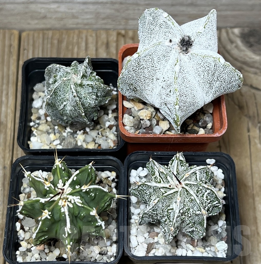 SET59 Astrophytum mix - Image 2