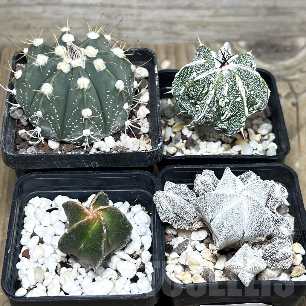 SET62 Astrophytum mix