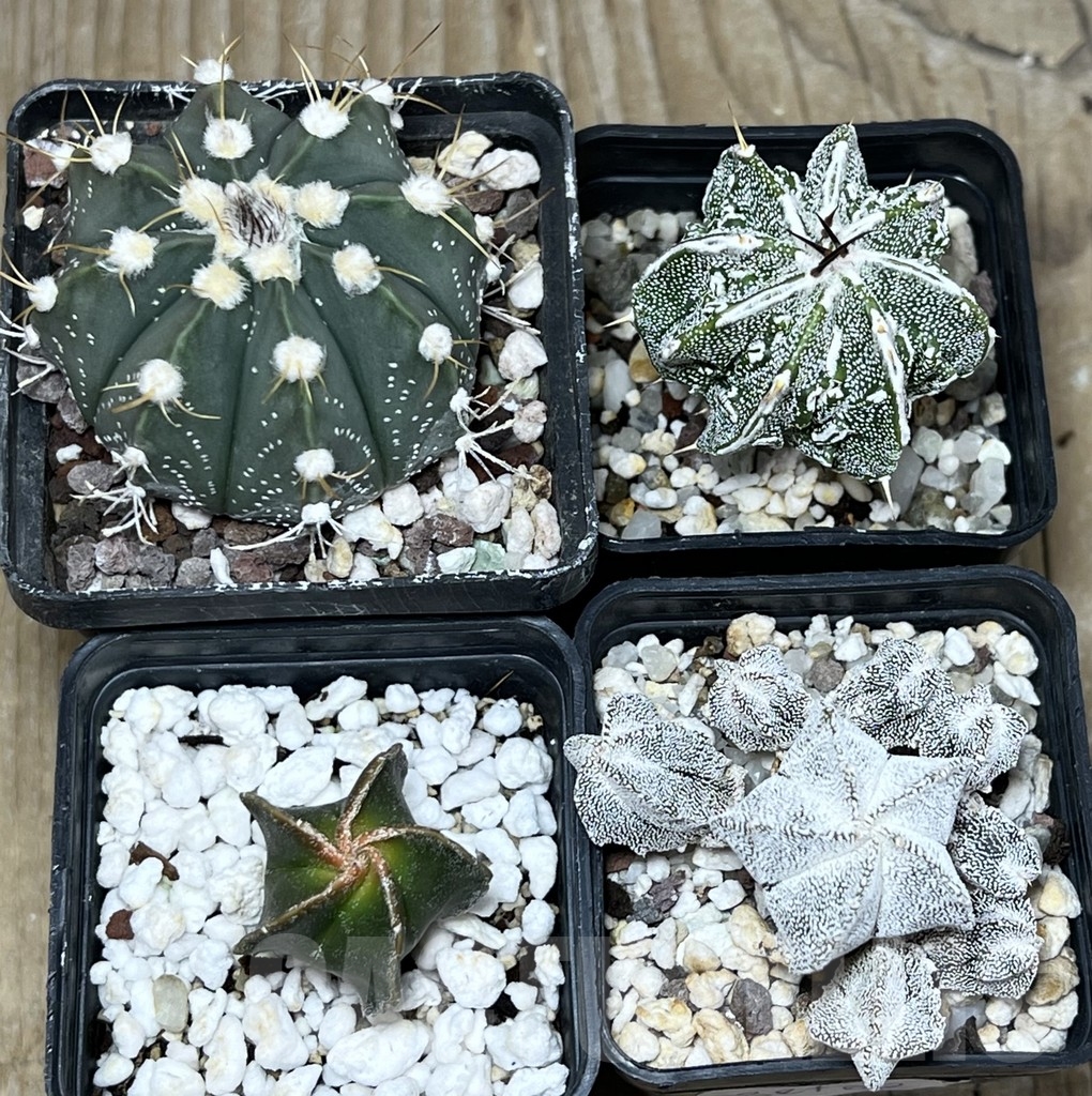 SET62 Astrophytum mix - Image 2