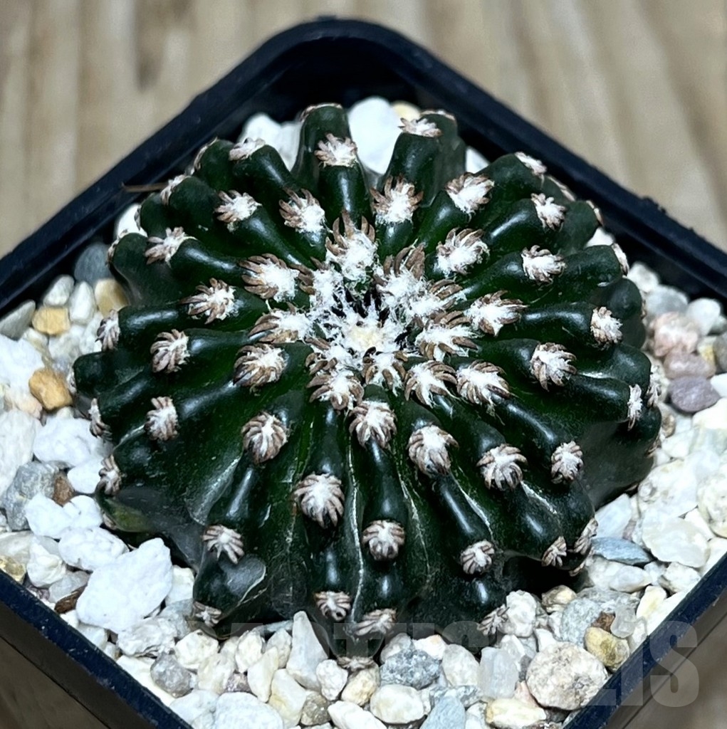 SHPR22293 Discocactus horstii