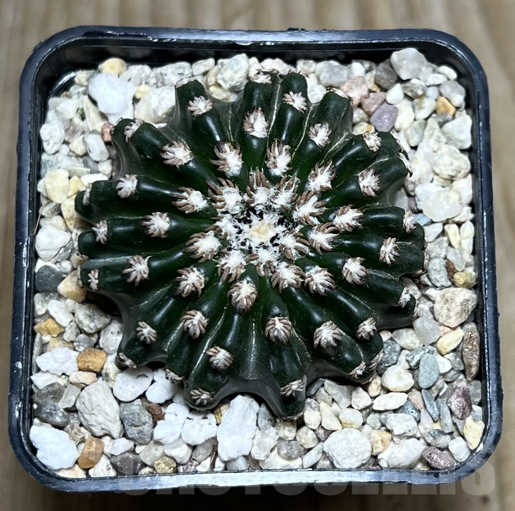 SHPR22293 Discocactus horstii - Image 2