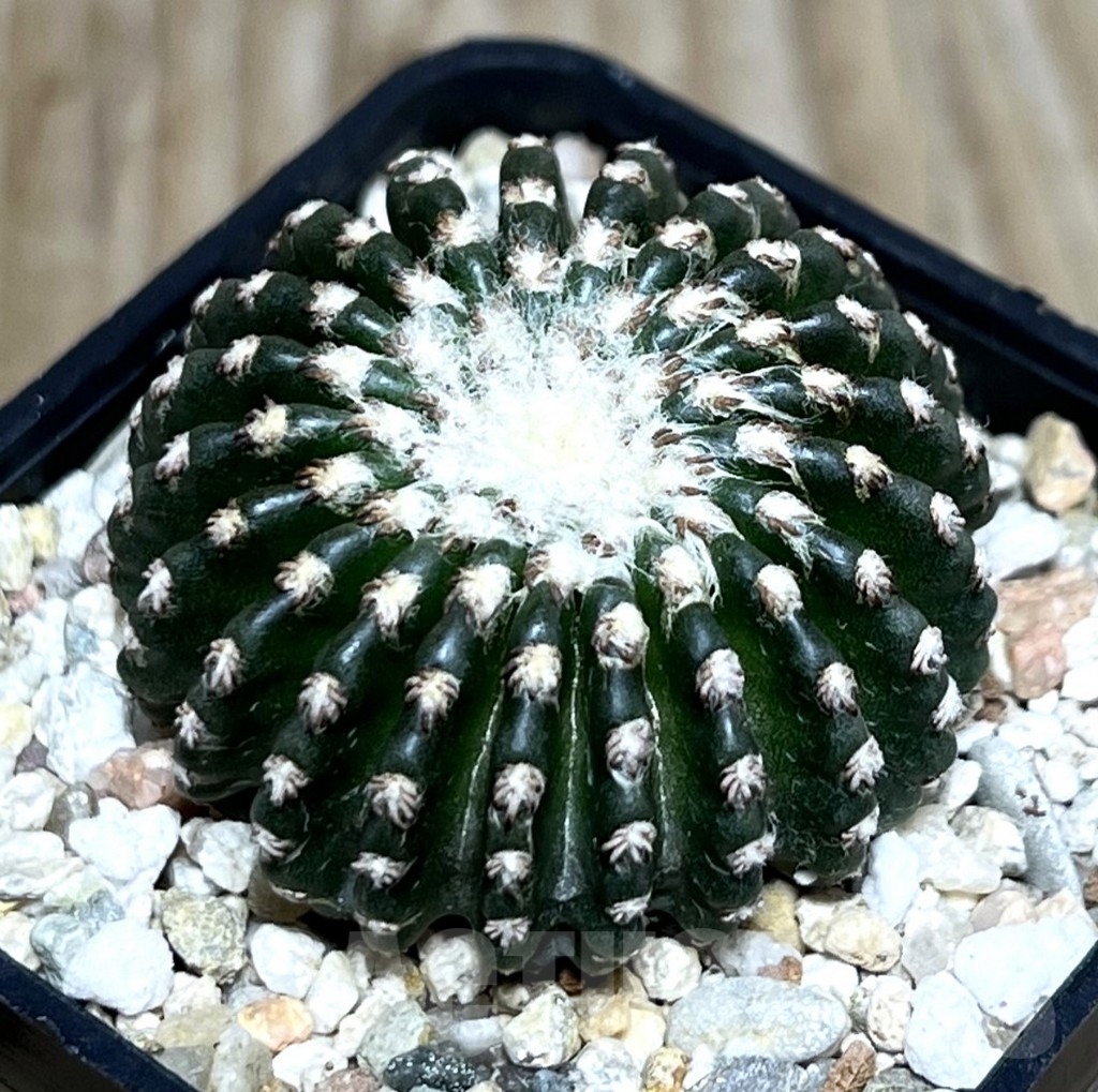 SHPR22294 Discocactus horstii