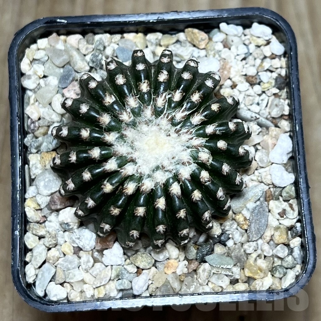 SHPR22294 Discocactus horstii – Image 2