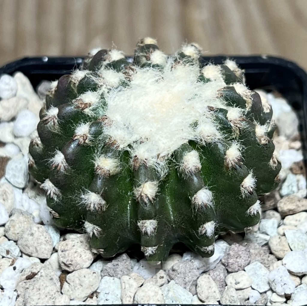 SHPR22295 Discocactus horstii