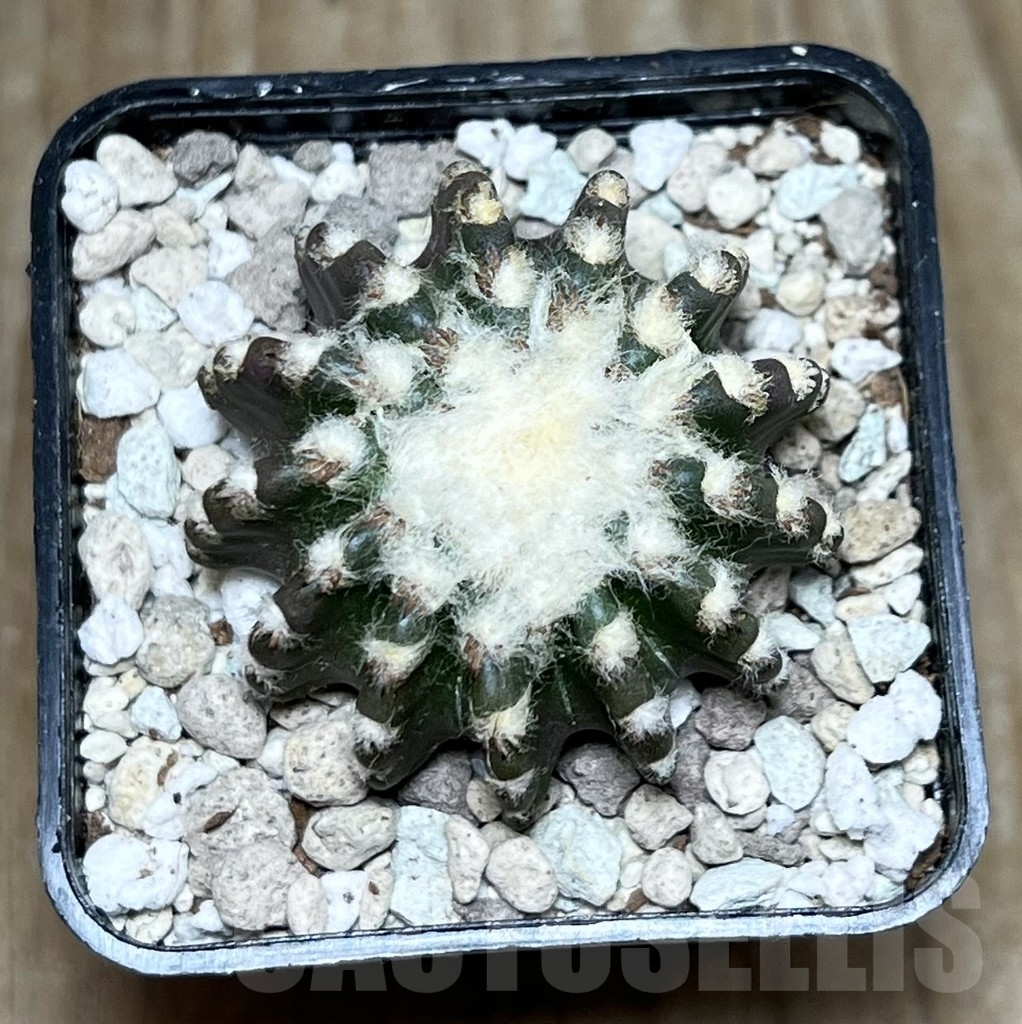 SHPR22295 Discocactus horstii – Image 2