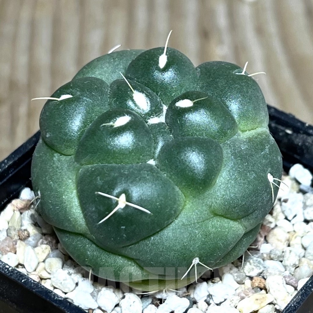 SHPR22296 Coryphantha elephantidens f. inermis