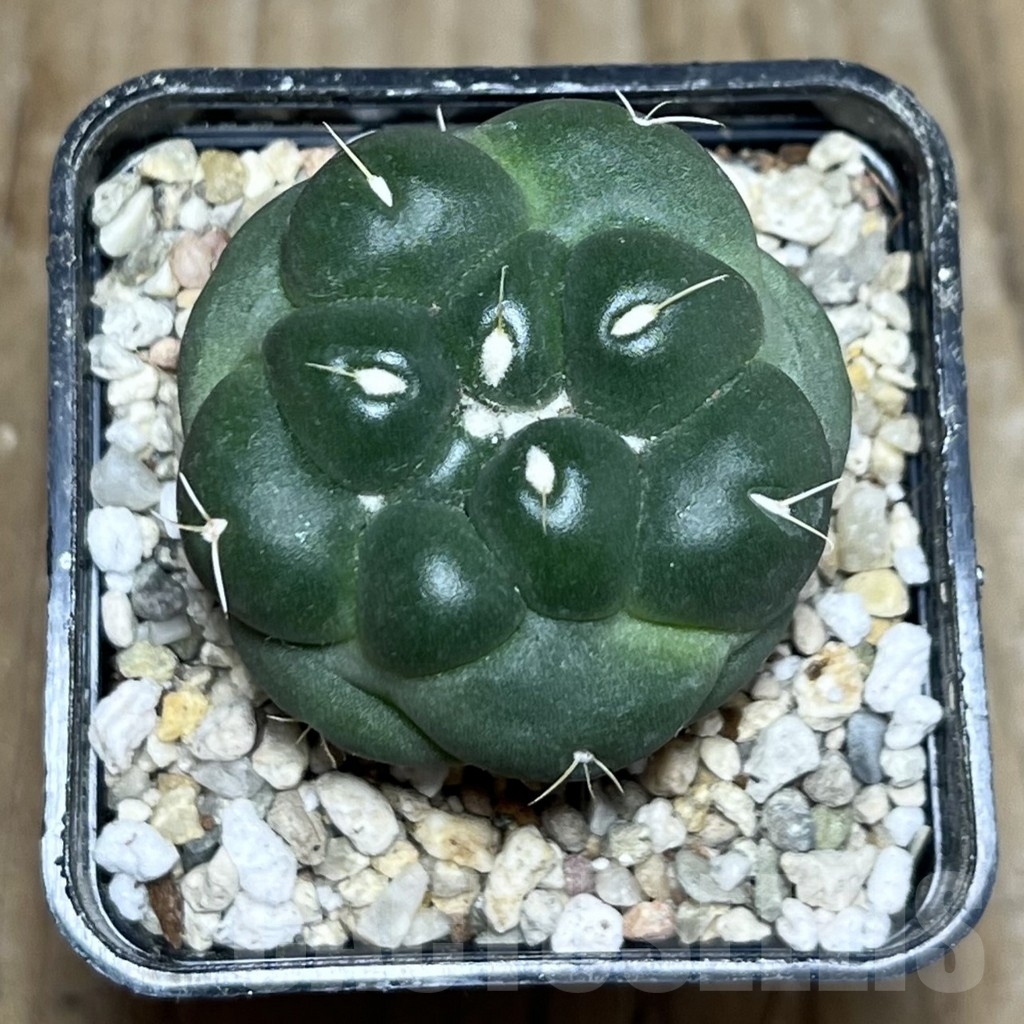 SHPR22296 Coryphantha elephantidens f. inermis – Image 2