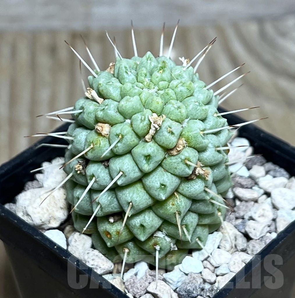 SHPR22297 Mammillaria schumannii f. monstrosa
