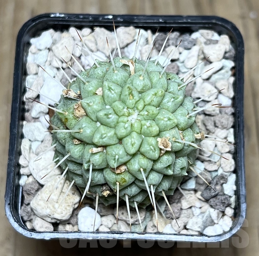 SHPR22297 Mammillaria schumannii f. monstrosa – Image 2