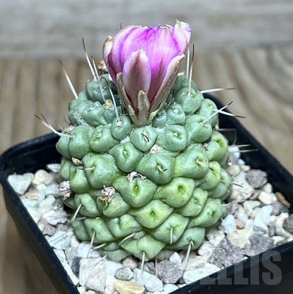 SHPR22298 Mammillaria schumannii f. monstrosa