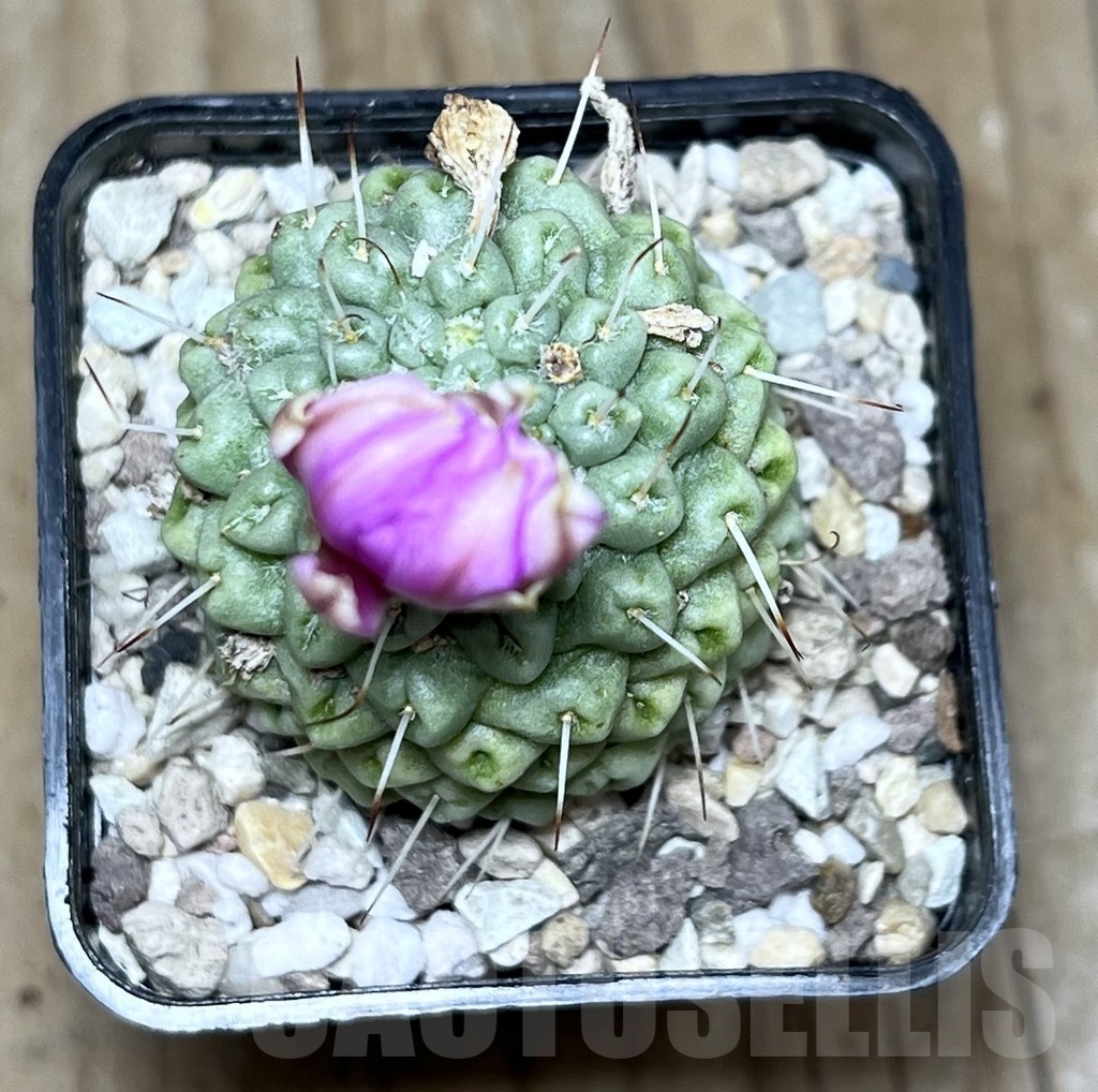 SHPR22298 Mammillaria schumannii f. monstrosa - Image 2