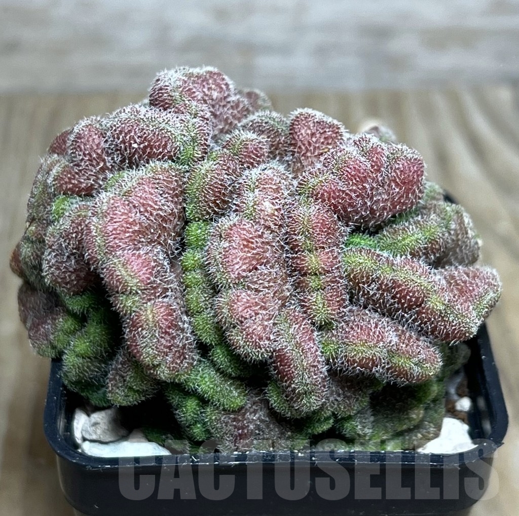 SHPR22299 Mammillaria spinosissima ‘Un Pico’ f. cristata