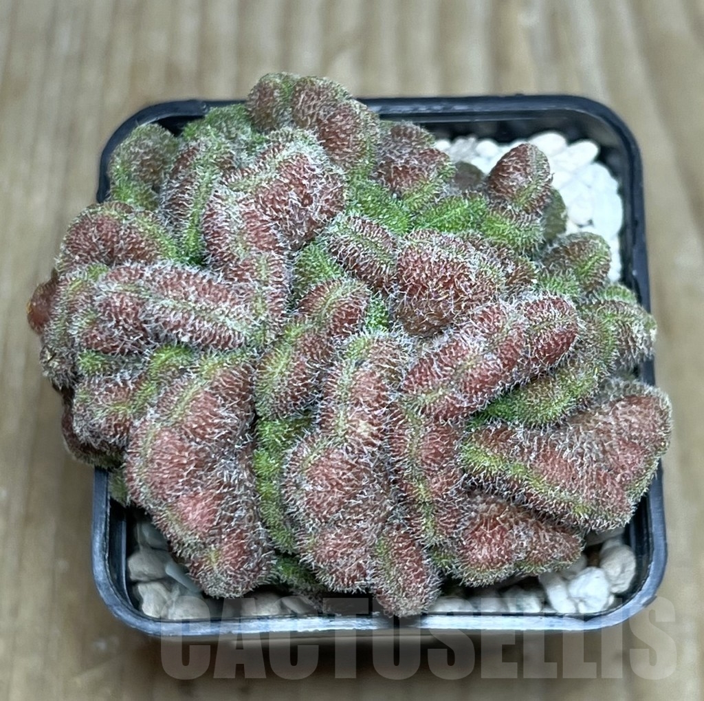 SHPR22299 Mammillaria spinosissima ‘Un Pico’ f. cristata - Image 2