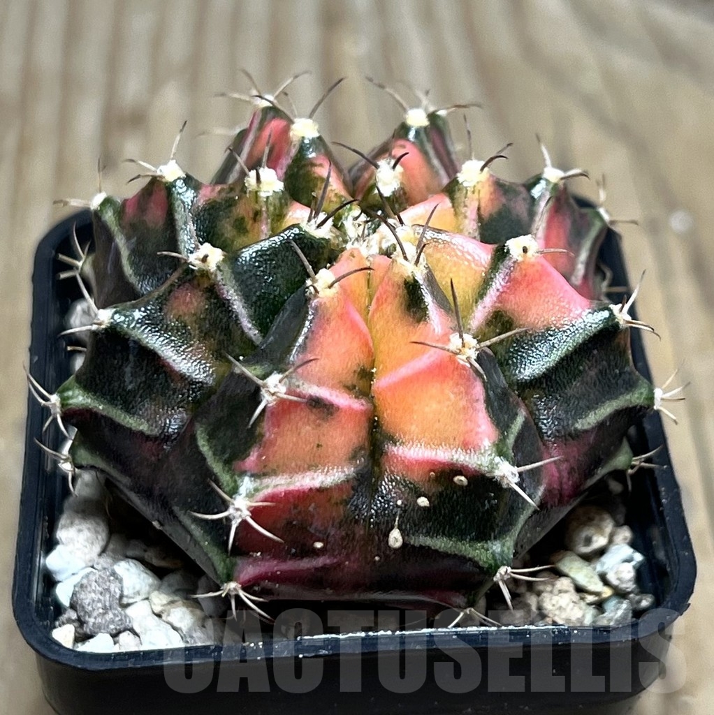 SHPR22309 Gymnocalycium mihanovichii f. variegata, seedling - Image 3