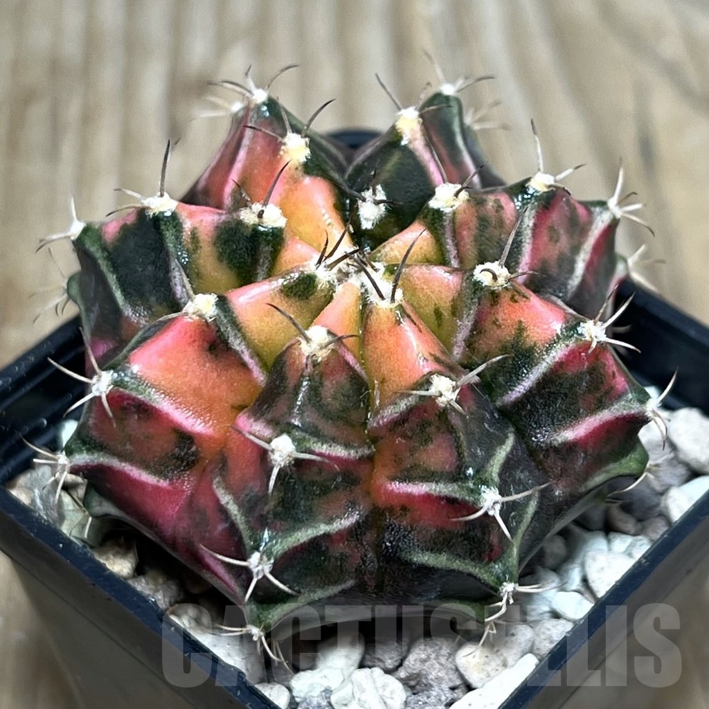 SHPR22309 Gymnocalycium mihanovichii f. variegata, seedling