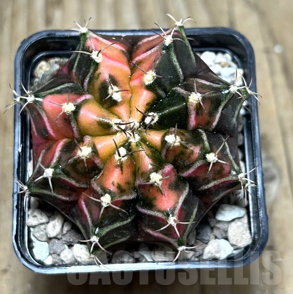 SHPR22309 Gymnocalycium mihanovichii f. variegata, seedling - Image 2