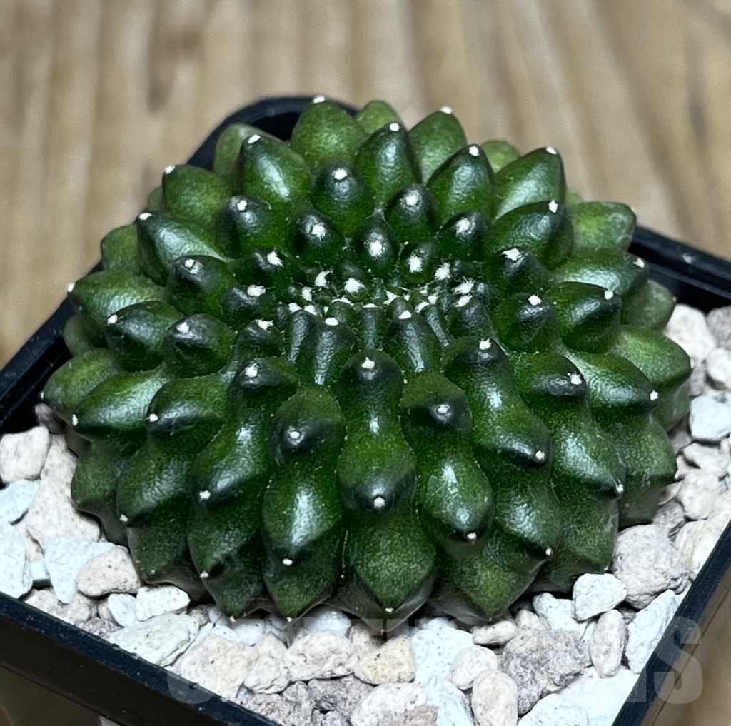 SHPR22312 Gymnocalycium mihanovichii ‘inermis’ f. cristata