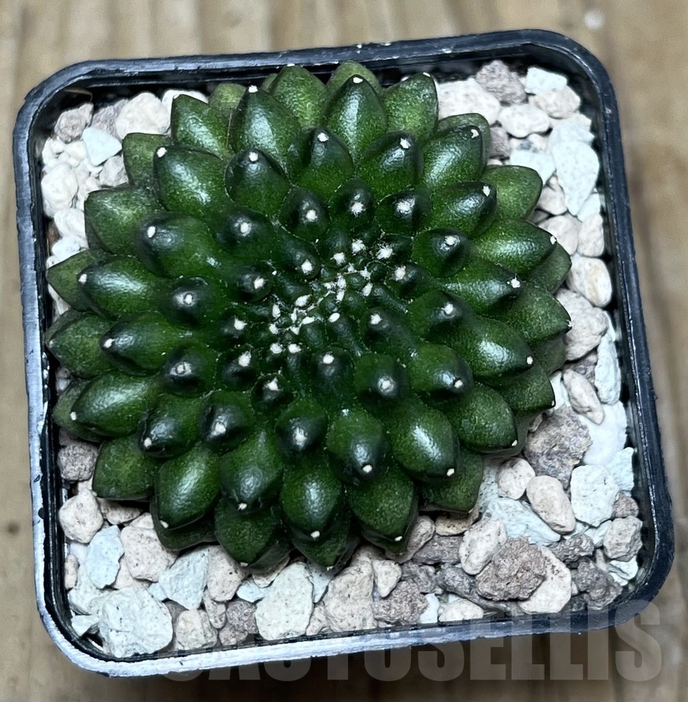 SHPR22312 Gymnocalycium mihanovichii ‘inermis’ f. cristata - Image 2