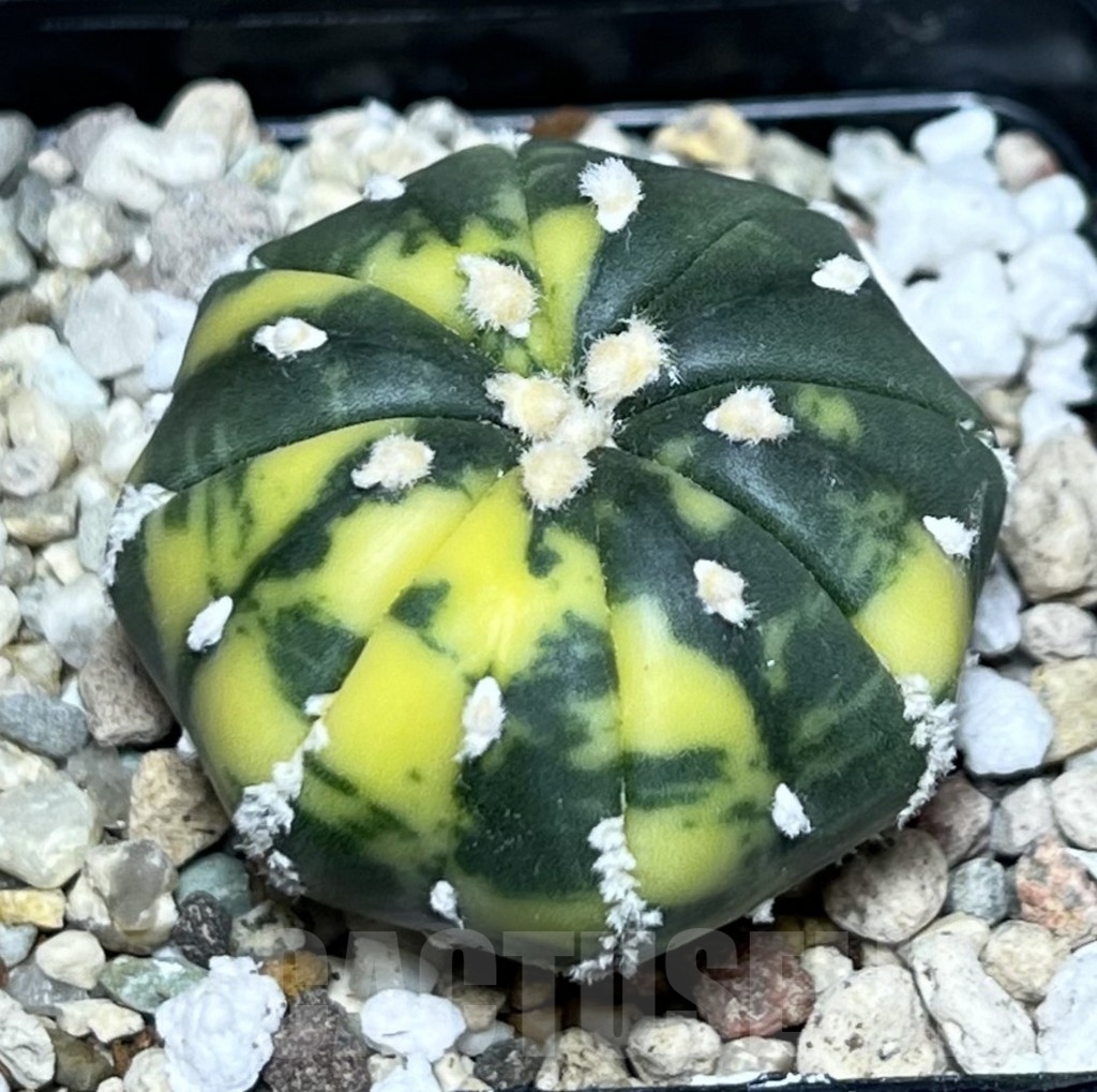 SHPR22315 Astrophytum asterias f. variegata