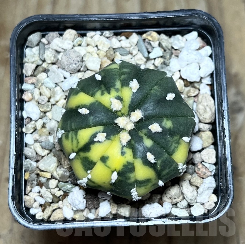 SHPR22315 Astrophytum asterias f. variegata – Image 2