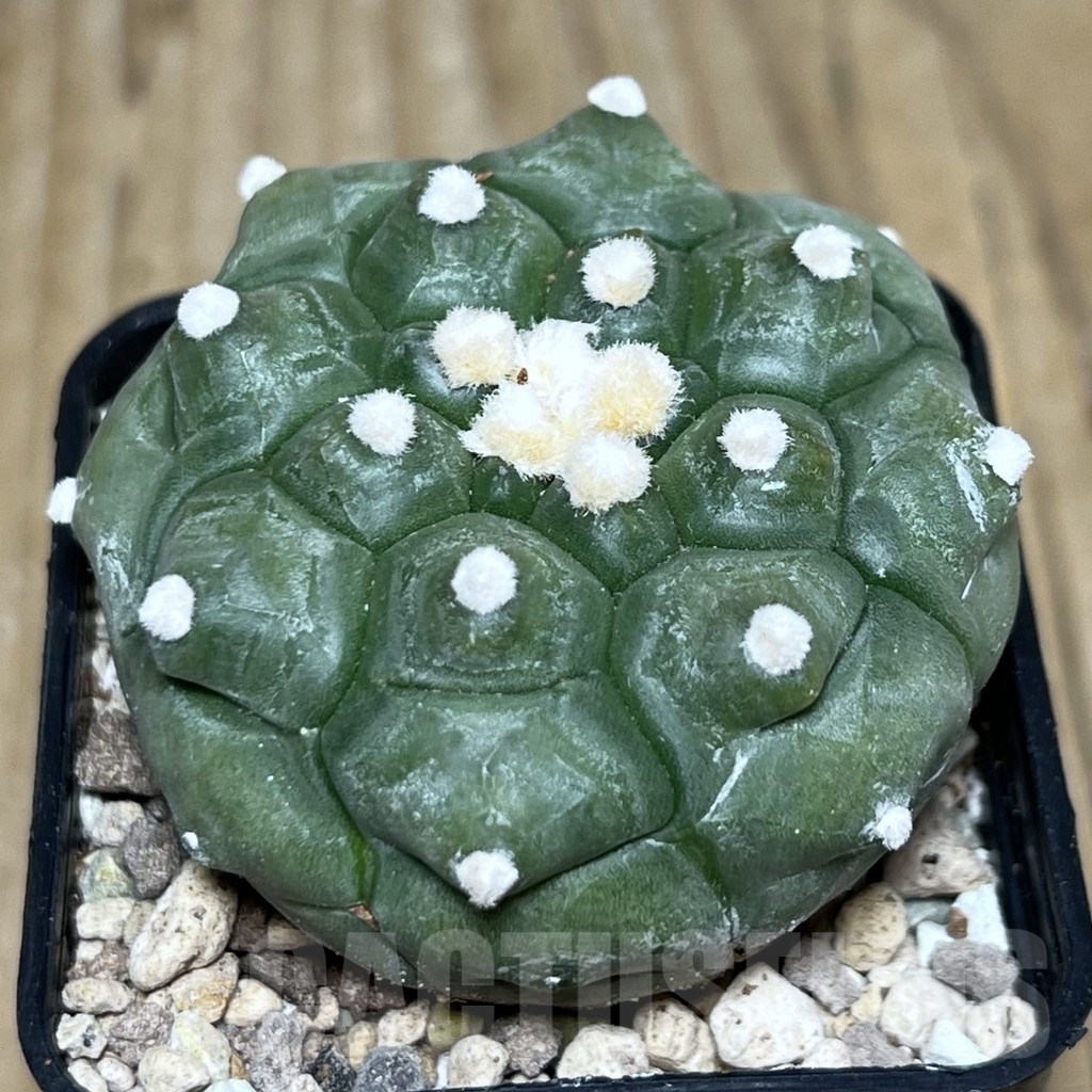 SHPR22320 Astrophytum asterias ‘Kikko’