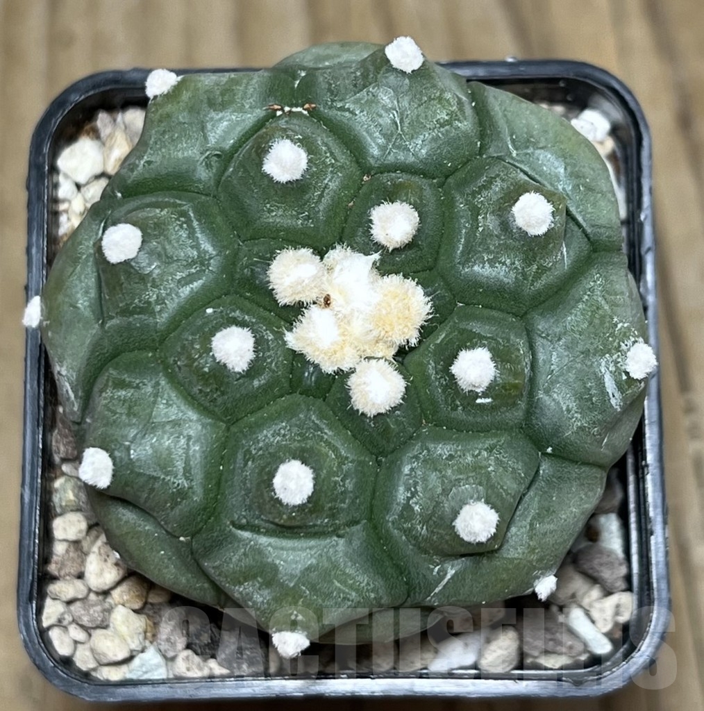 SHPR22320 Astrophytum asterias ‘Kikko’ – Image 2